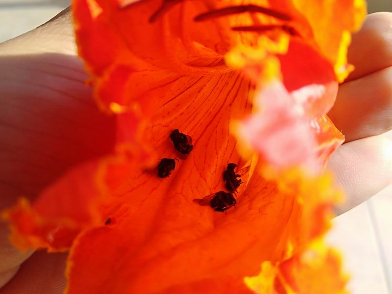 Un árbol envenena a las abejas y un proyecto local busca ayudarlas