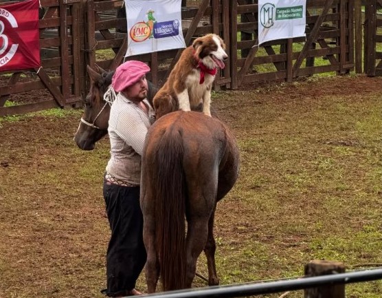 La 31ª Expo Rural de Virasoro pone el foco en el futuro del sector forestal
