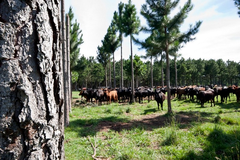 El campo correntino se alista para nuevas exposiciones, simultáneas