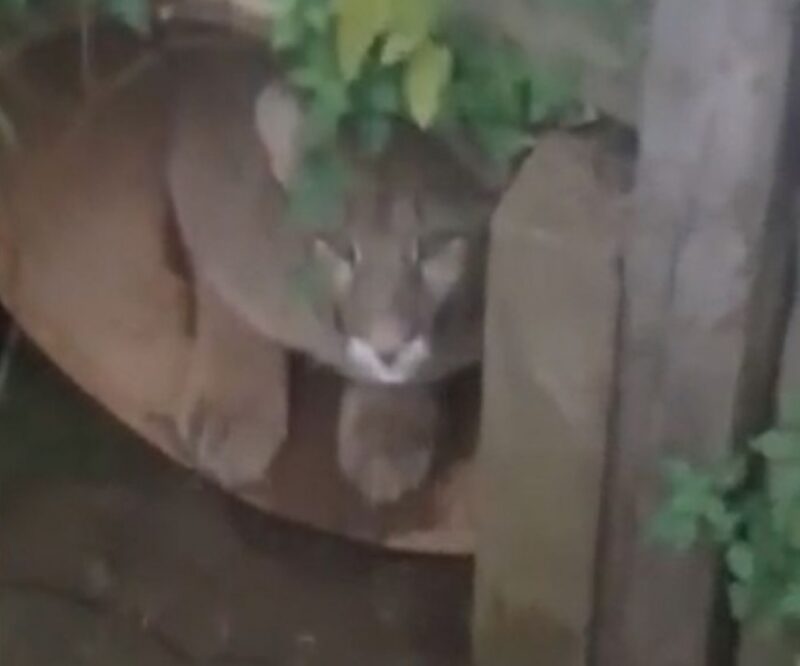 Avistaron a un puma suelto por las calles de Goya