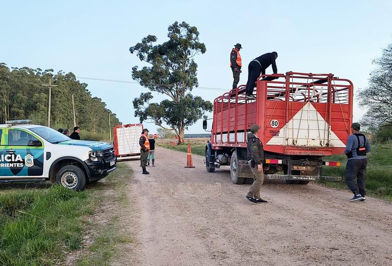 Interceptaron dos vehículos con cargamento irregular de ganado