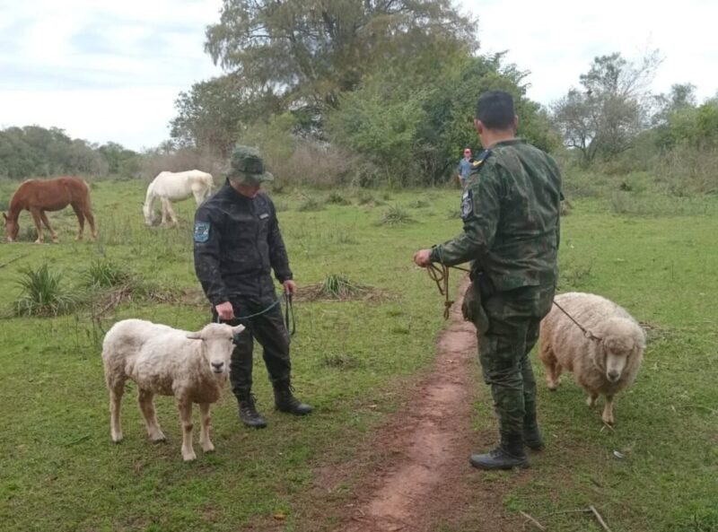 Allanamiento en Alvear permitió recuperar con vida a Dolly y Molly