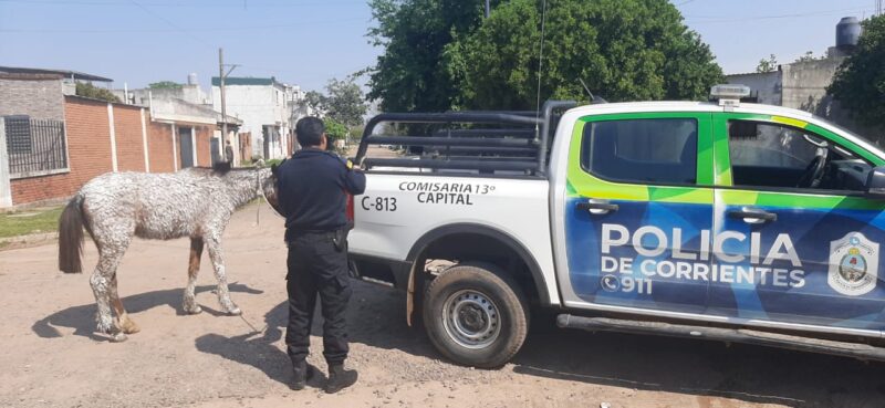 Corrientes: tras un acto de crueldad extrema, rescatan a un caballo cubierto de cal