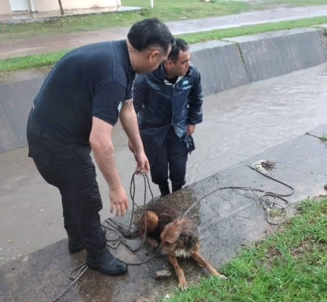 Policías rescataron a un perrito que cayó al canal de desagüe