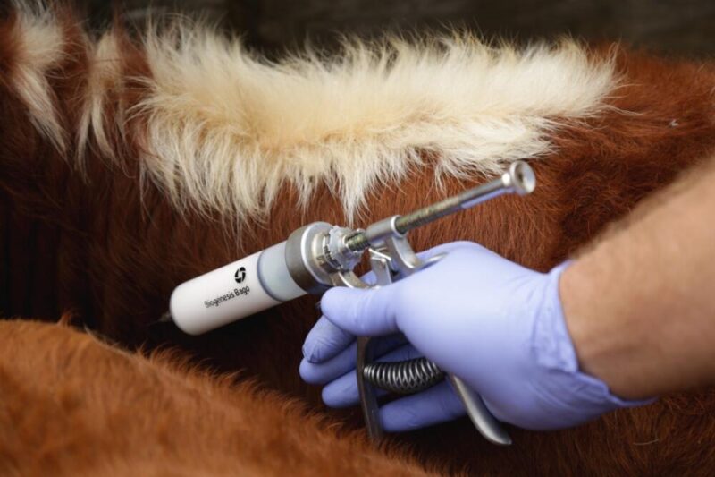 Sopapo judicial a laboratorio en la guerra de la vacuna anti aftosa