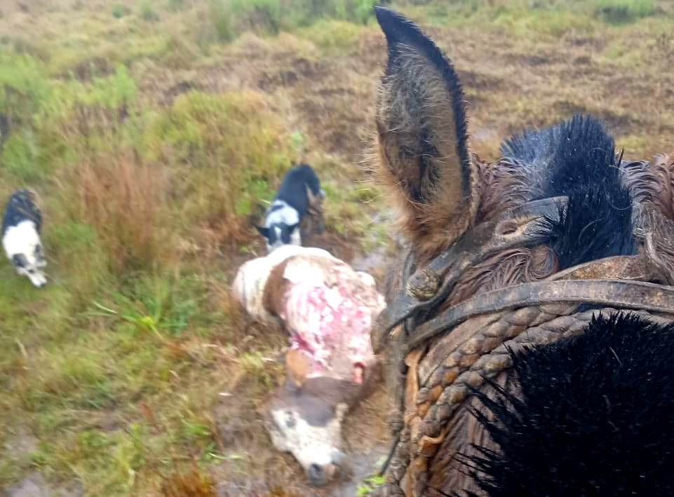 Banda de cuatreros brasileños pone en alerta a los campos del sur correntino