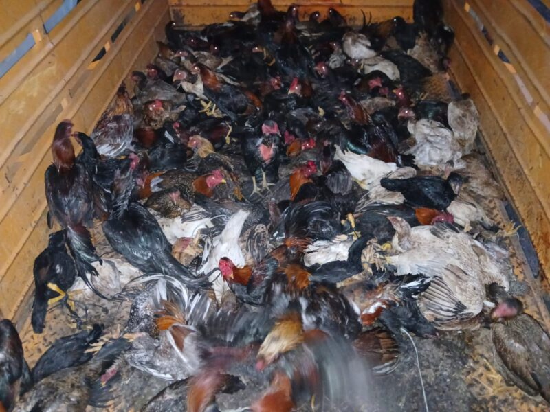 Rescataron 165 gallos de riña durante el fin de semana en la Capital