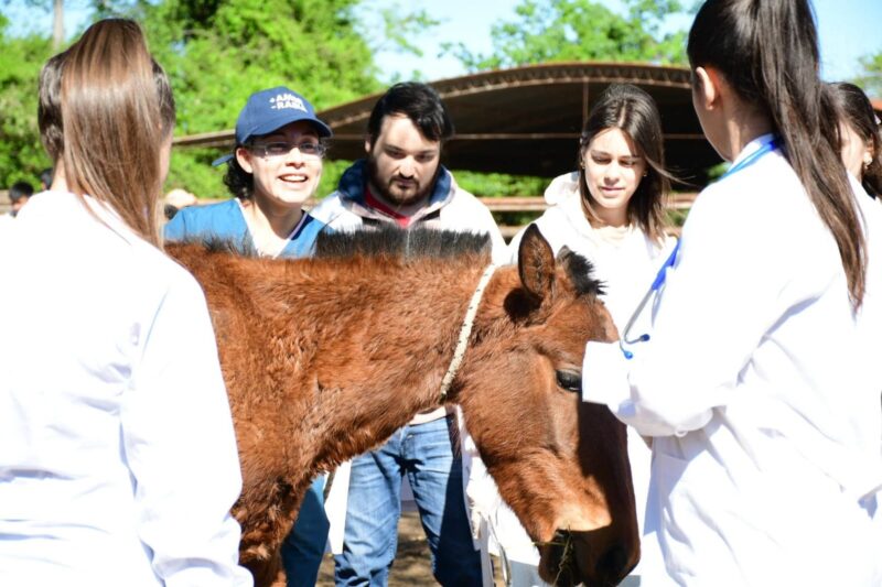 Estudiantes participan en la atención de caballos maltratados