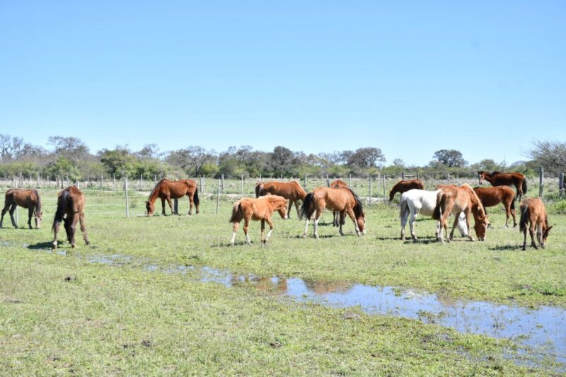 Más de 700 caballos ya fueron rescatados y liberados por la Municipalidad