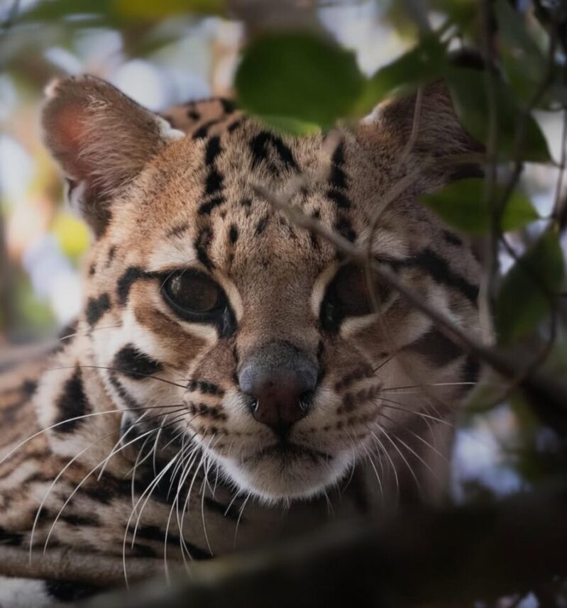 Pelusa, la ocelote que se prepara para volver al Iberá
