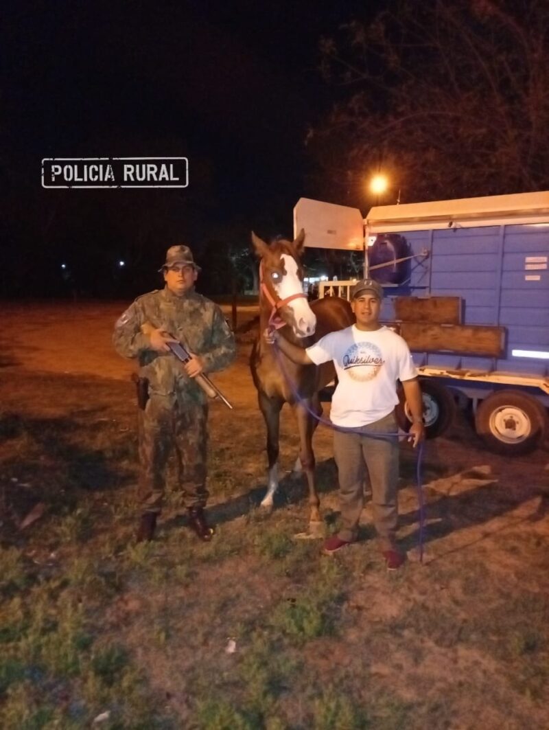 Recuperaron una yegua valuada en más de 30 millones de pesos