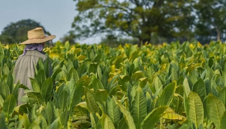 Nación inyectó $500 millones al sector tabacalero correntino