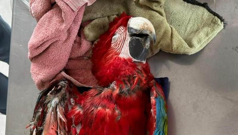 La muerte de Charrúa y la advertencia sobre las hondas como armas letales