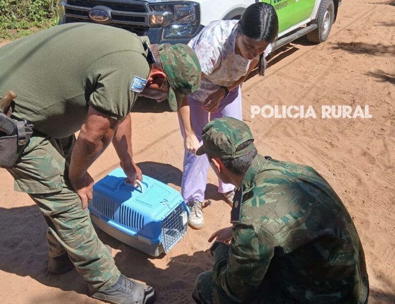 Concepción: rescate y liberación de crías de caimán que tenían de mascotas