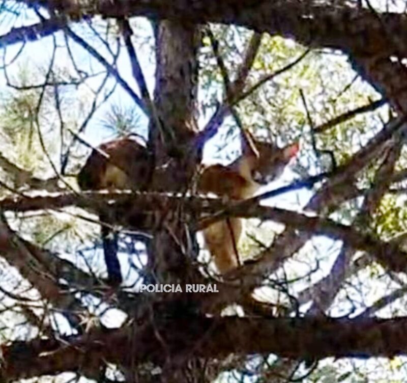 Avistaron a un puma en una zona rural del Interior