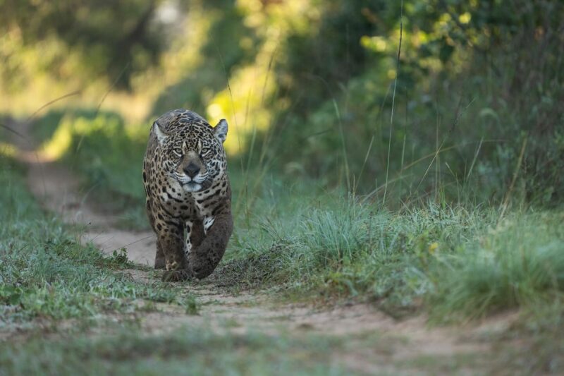 Los yaguaretés del Iberá y un correntino, finalistas del “Oscar» de la fotografía natural