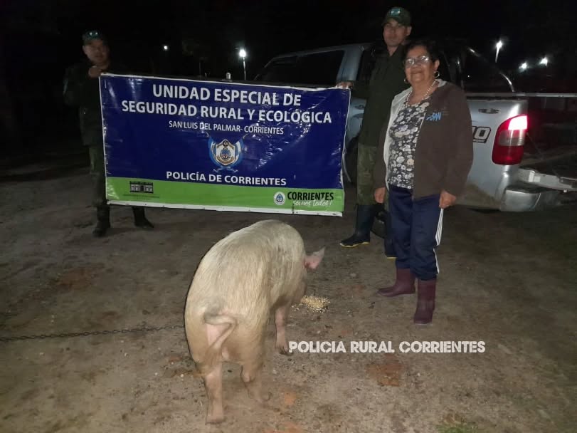 San Luis del Palmar: recuperaron una chancha robada