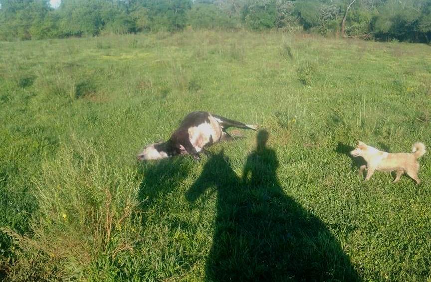 Cuatreros masacraron a tiros a varias vacas en un campo correntino