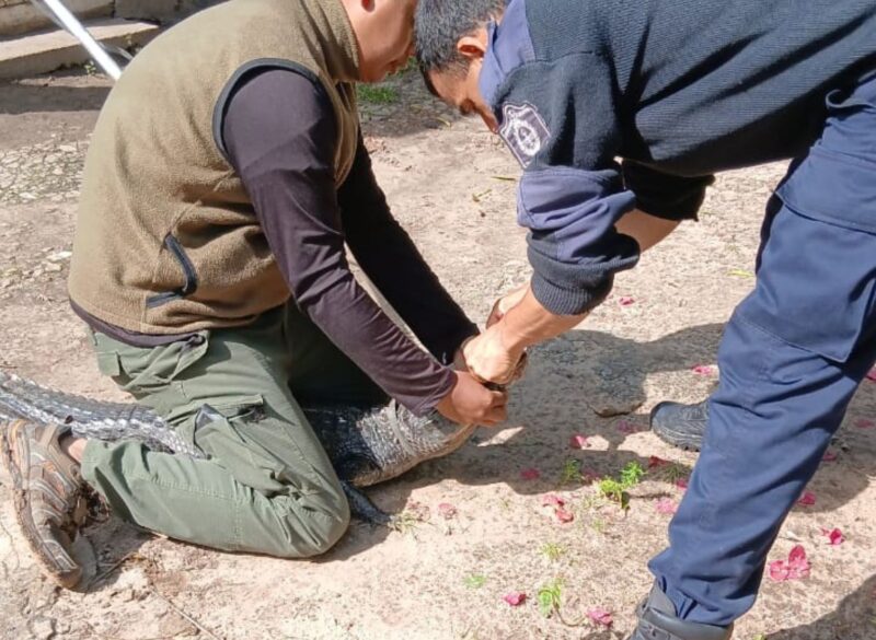 Rescatan y devuelven a su hábitat a un yacaré encontrado en una casa