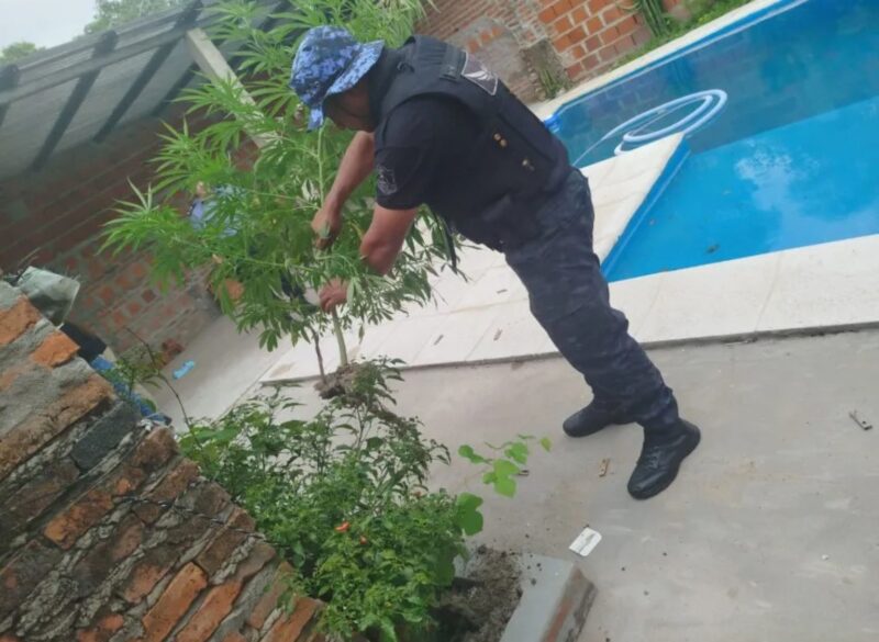 Intervinieron en un caso por violencia de género y hallaron plantas de marihuana