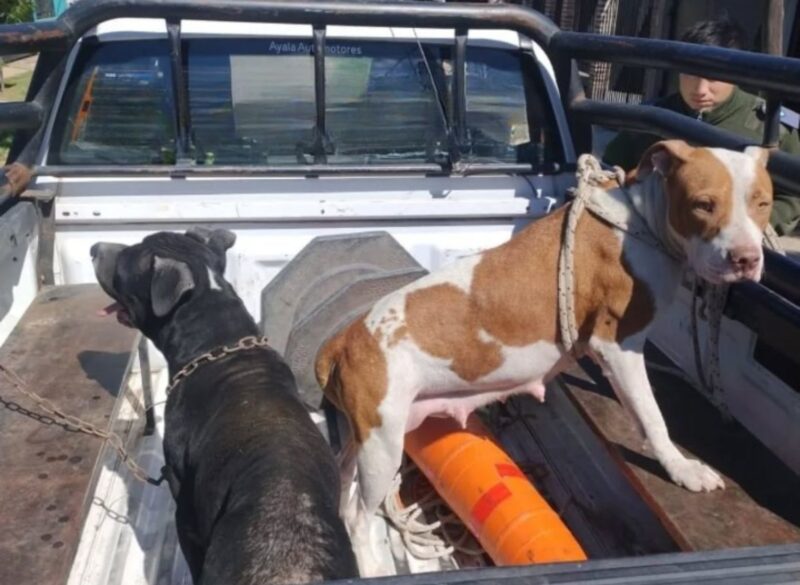 Desbarataron un criadero de pitbulls en Goya: tenían a perros en mal estado