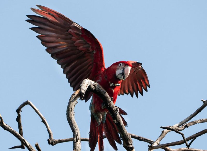Luto en el Iberá: mataron a un guacamayo rojo con una gomera