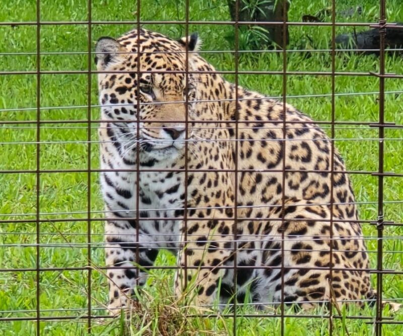 Liberaron dos nuevos yaguaretés en el Iberá