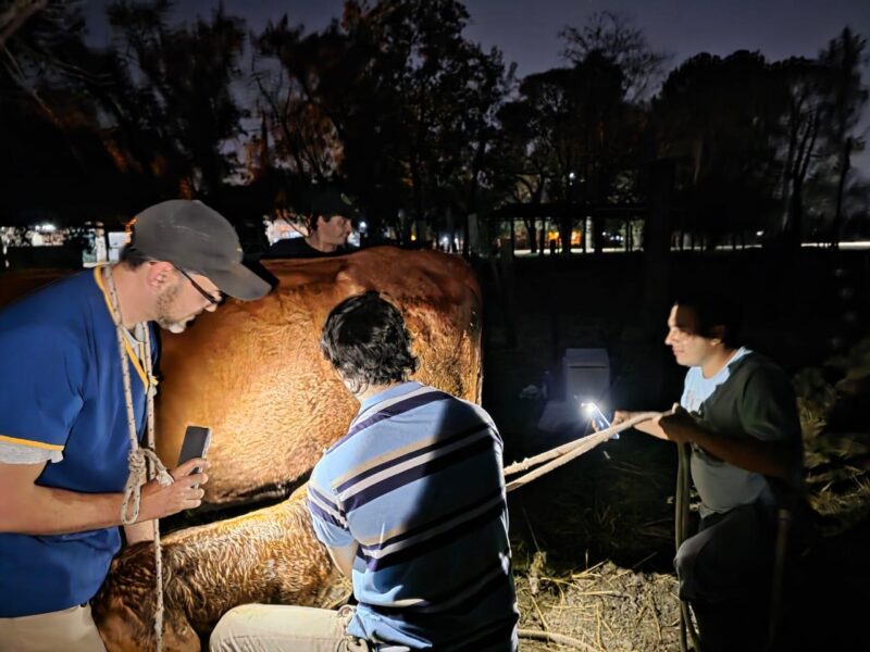 Unne: histórico nacimiento de terneros con fertilización in vitro