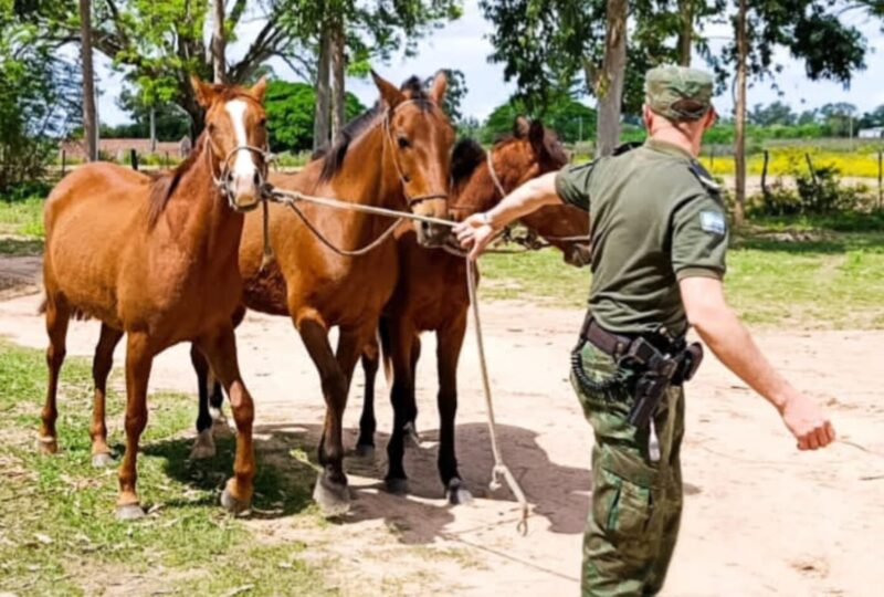 Secuestran caballos sueltos en la ruta a Saladas para evitar siniestros viales