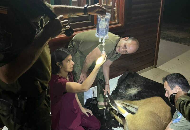 Policías rurales rescatan un ciervo en peligro y detienen dos cazadores furtivos