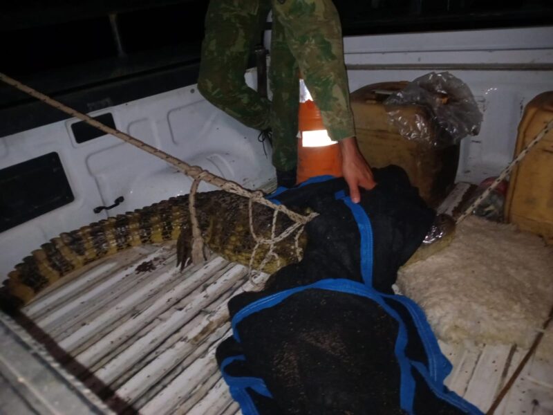 Sorpresa en Caá Catí: apareció un yacaré en plena fiesta patronal