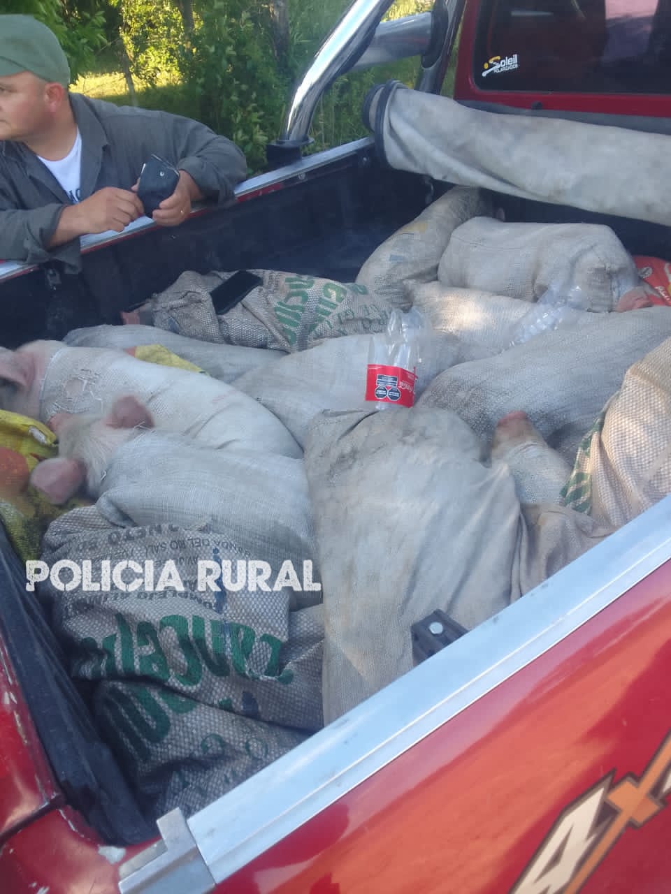 Crueldad animal: transportaban 20 lechones vivos en bolsas y casi mueren asfixiados