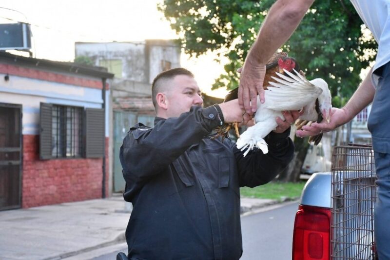 Rescataron a más de 200 gallos de riñas clandestinas durante 2025