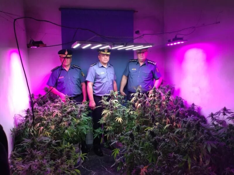 Descubren un vivero narco tras un allanamiento en Corrientes