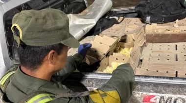 Decomisan 1.900 pollitos camperos en el puente Corrientes-Chaco