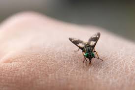 Miasis: preocupación sanitaria a causa de los casos informados en Corrientes