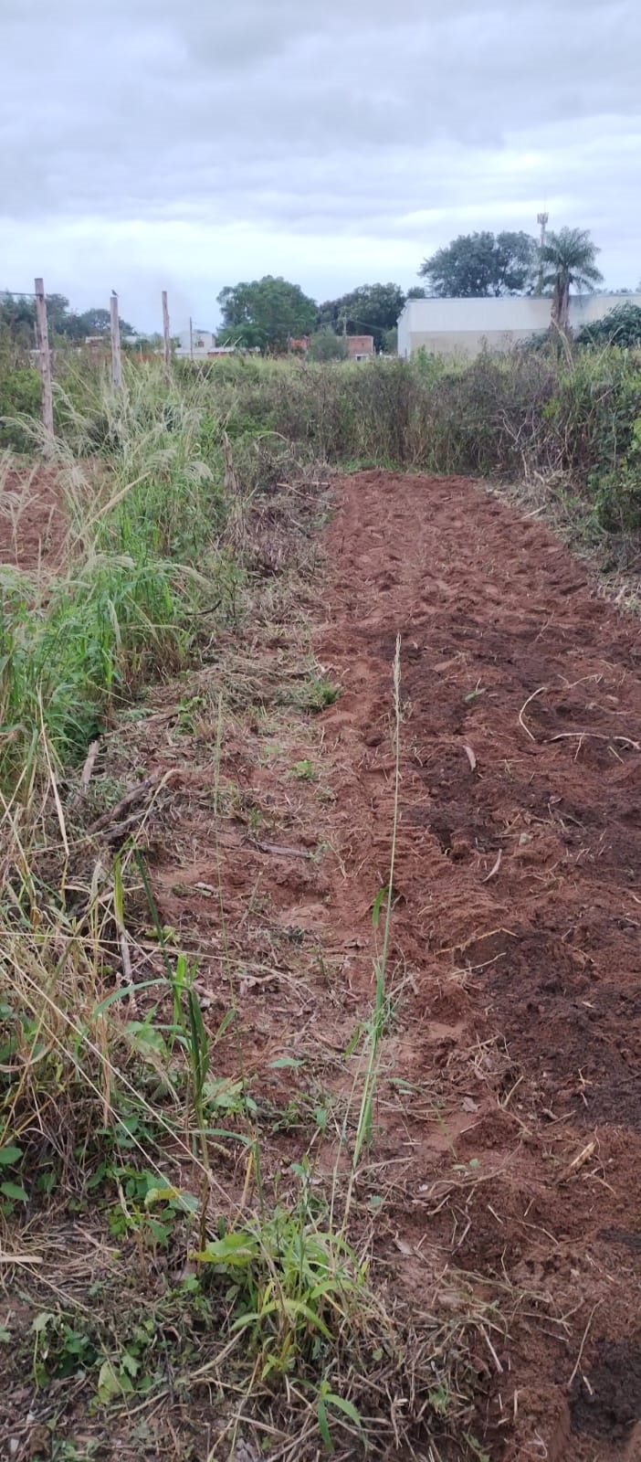 Saludables y de nuestra tierra: la apuesta por los alimentos locales