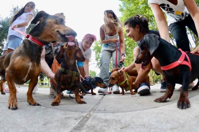 Salchichamanía en Corrientes: los simpáticos perros copan la ciudad