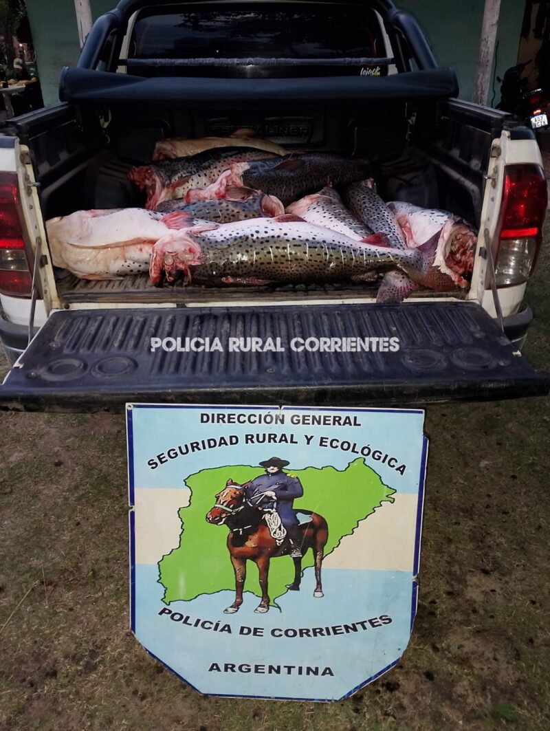 Capital: incautan 300 Kilos de surubí fresco, Ilegal, sin cadena de frío