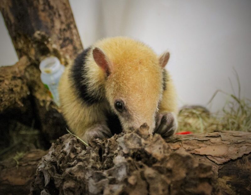 Un oso melero sorprendió a vecinos en pleno centro de Caá Catí