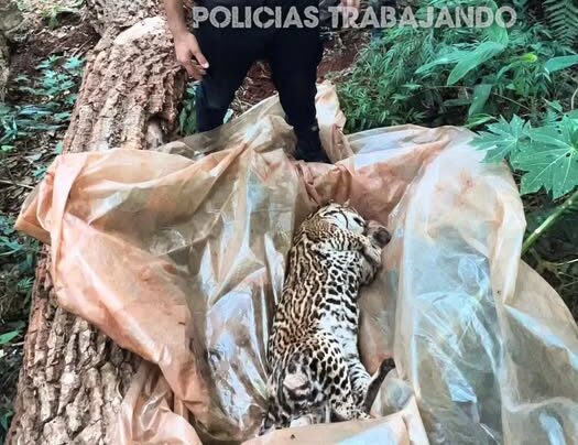 Encontraron muerto a un gato onza y se investigan las causas