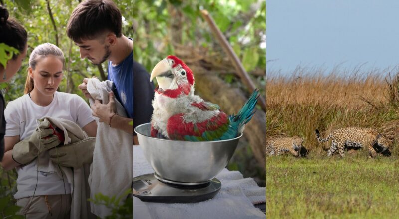 Buscan voluntarios para cuidar la vida en el Iberá