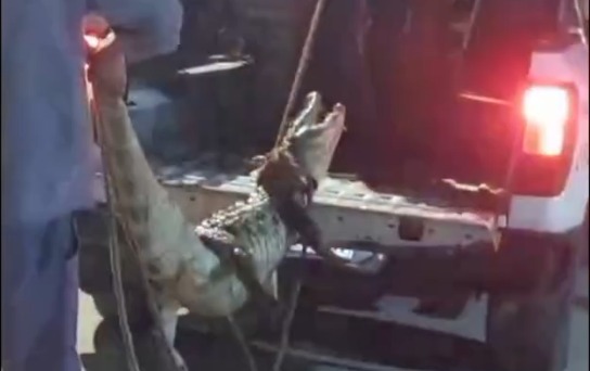 Casi se come a los perros: capturaron a un yacaré en el barrio Sapucay