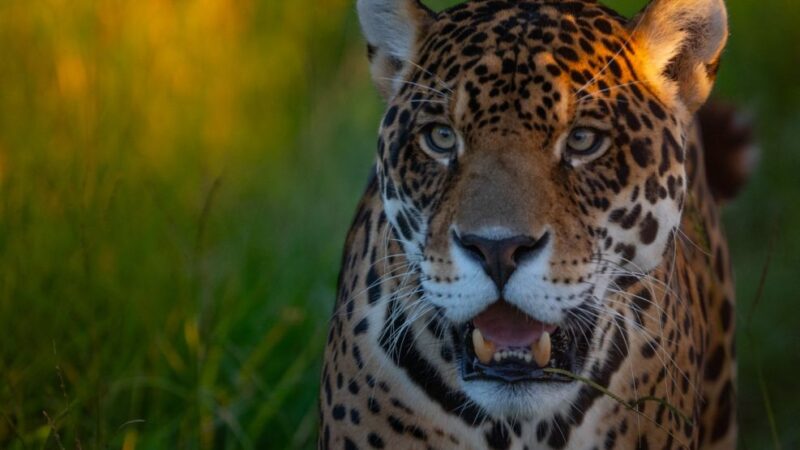 Corrientes lanza el primer Festival del Yaguareté en San Miguel