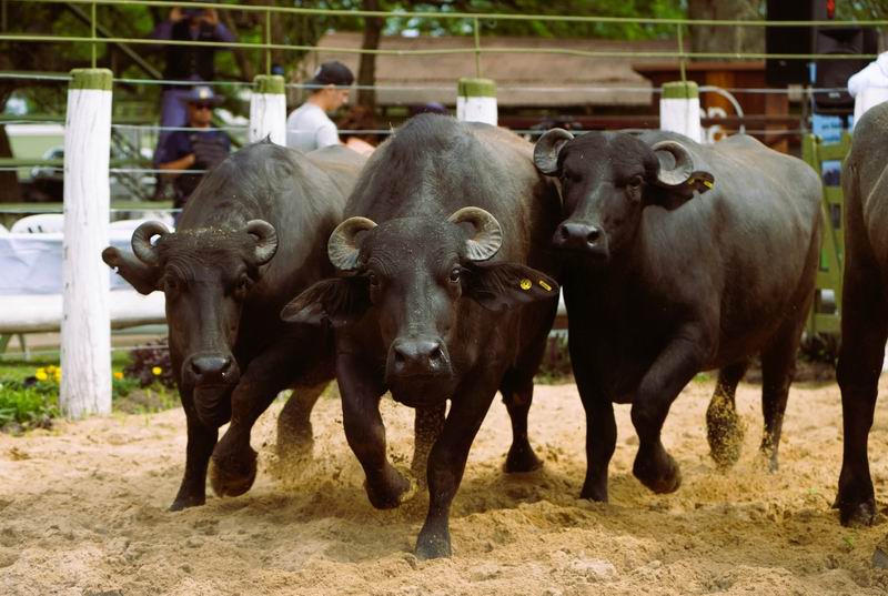 La tuberculosis bajo la lupa: el desafío de la producción bubalina en el NEA