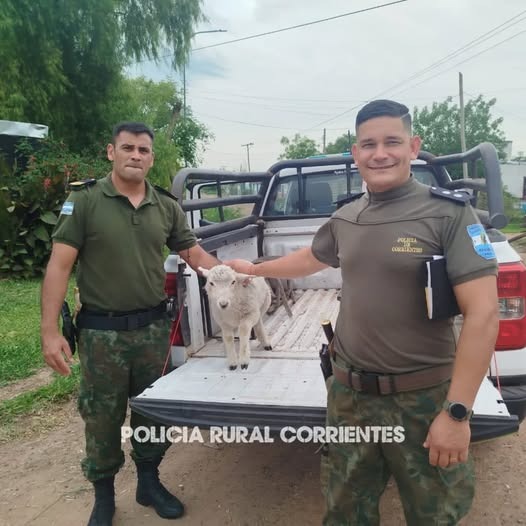 Misión rescate en Mercedes: recuperaron un corderito robado