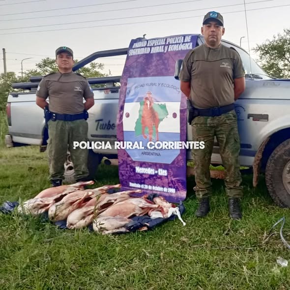 Mercedes: llevaba cuatro ovejas faneadas en la camioneta