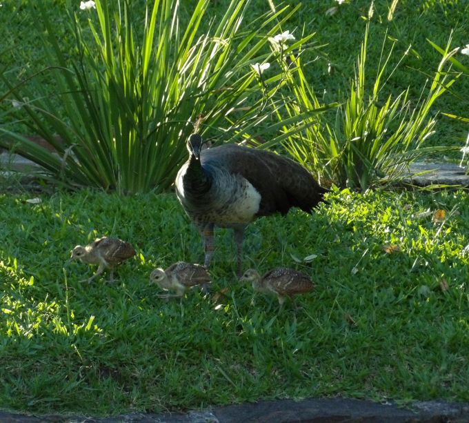 Tres pichones de pavo real nacieron en el parque Mitá Rorï