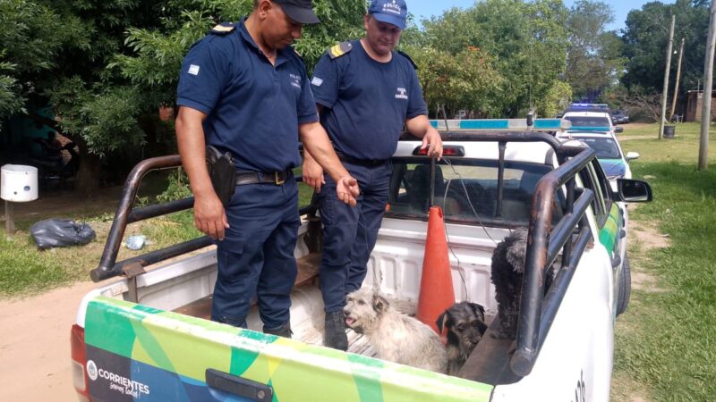 La policía rescató a tres perros: los tenían atados al sol, sin agua ni comida