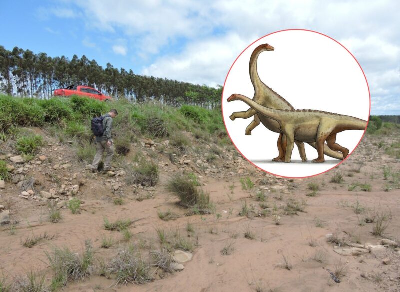 Confirman el primer registro de dinosaurio para Corrientes